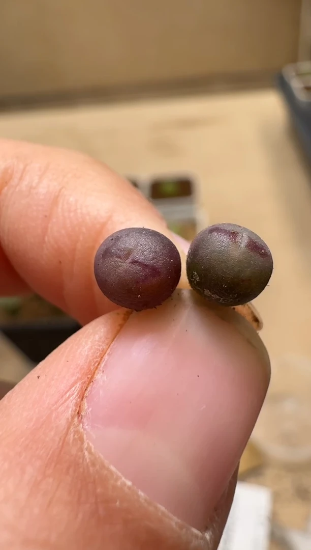 【闪购商品】1/21-108