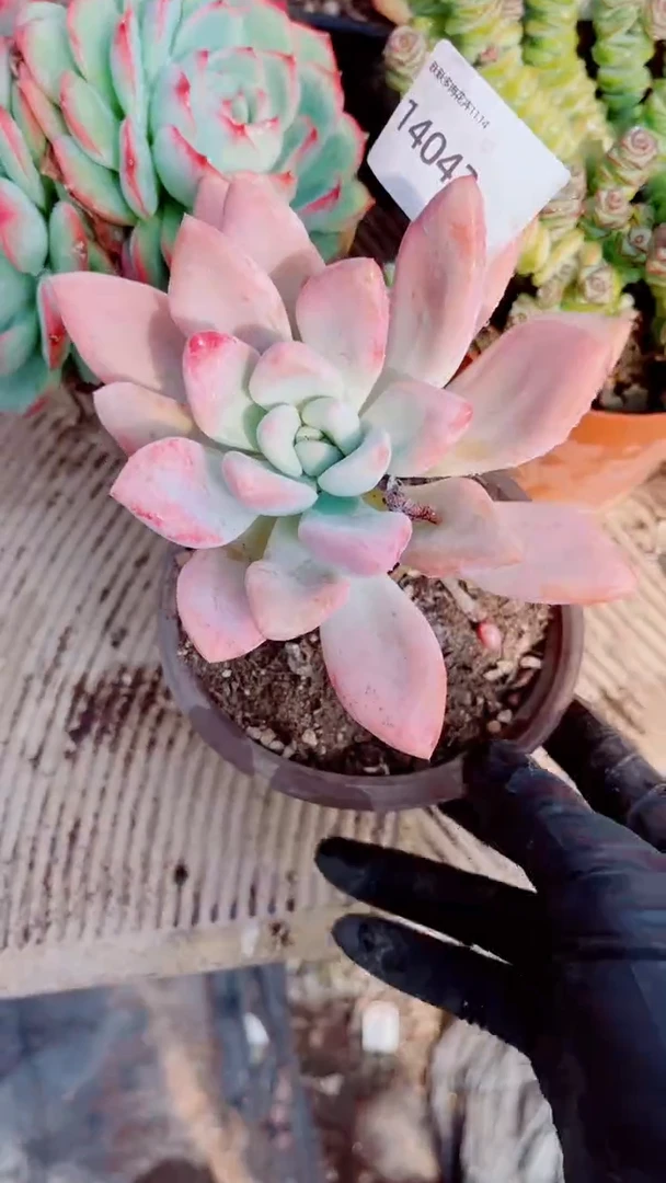 九*多肉植物一物一拍14042