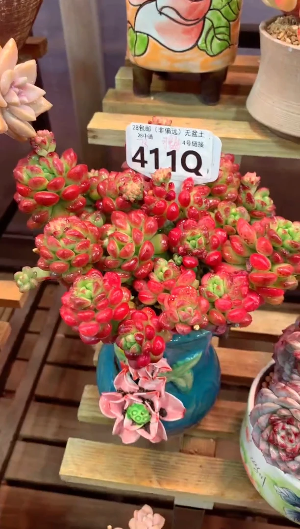 410Q（一物一拍，精品多肉，所见即所得 ）