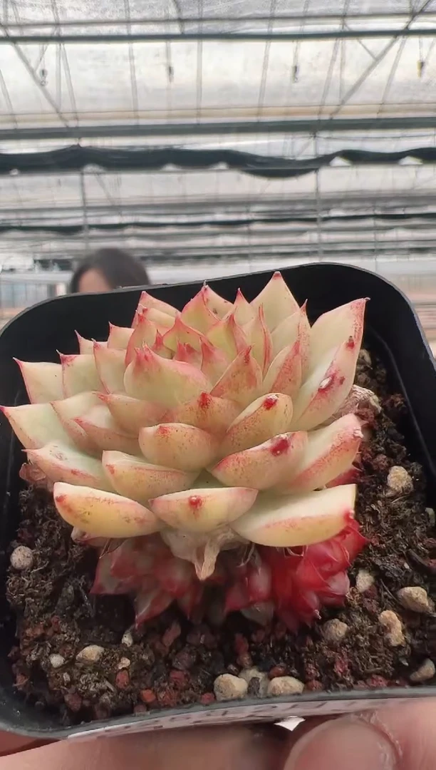 【闪购商品】月欧-5