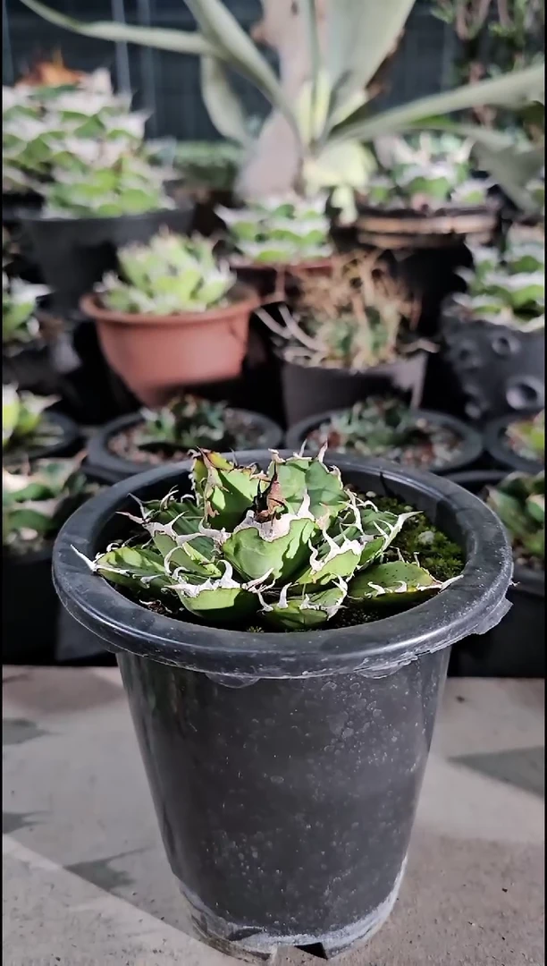 绿肌籽播实生-有根苗(直播竞拍/基因保证/非组培)