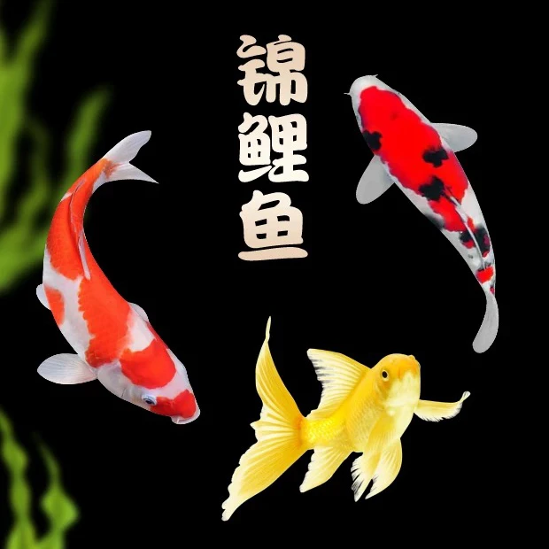 日系精品锦鲤鱼9-11公分 11尾 皮实好养温顺活体 全国包邮包损