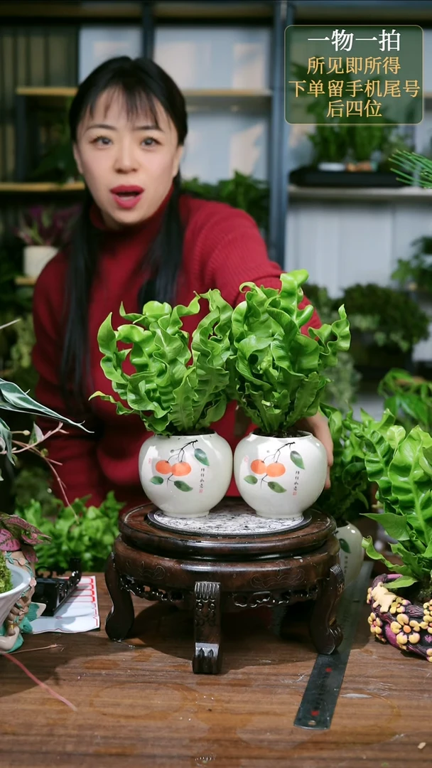 【闪购商品】3事事如意火焰鸟巢蕨随机