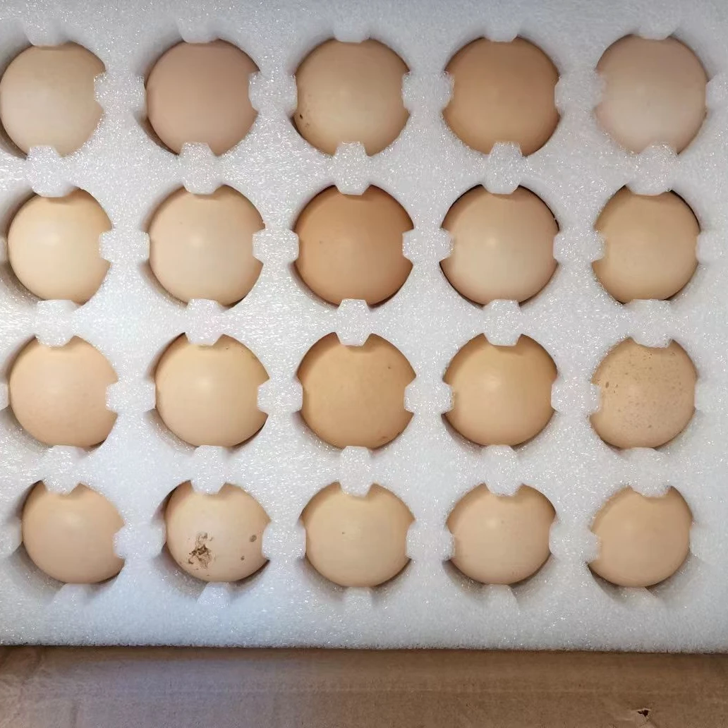 包装【雀山种蛋】现捡现发