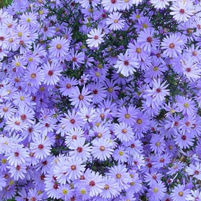 【嘉瑞】多年生庭院草本  紫菀  小卡罗 白娘子 盆栽