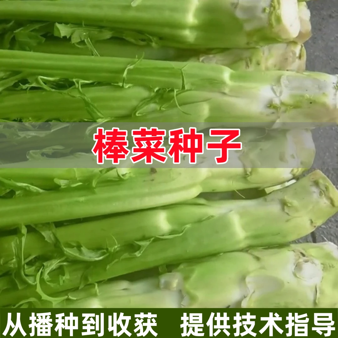 四川薄皮棒菜种子青笋子芥秋季蔬菜种孑庭院菜园种植棒棒菜种籽