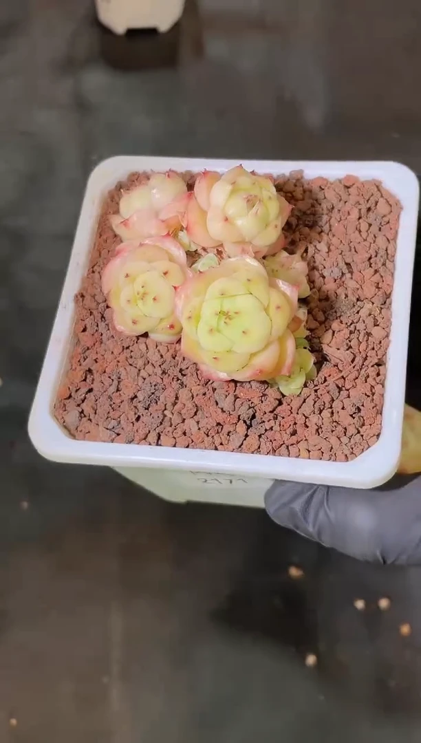 闪购2312 草莓晶 量拍发一颗