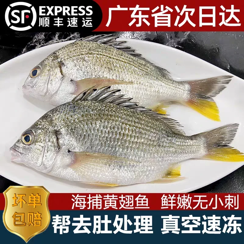 湛江海捕新鲜黄脚腊黄脚立黄翅鱼到手三斤包杀干净顺丰冷链包邮