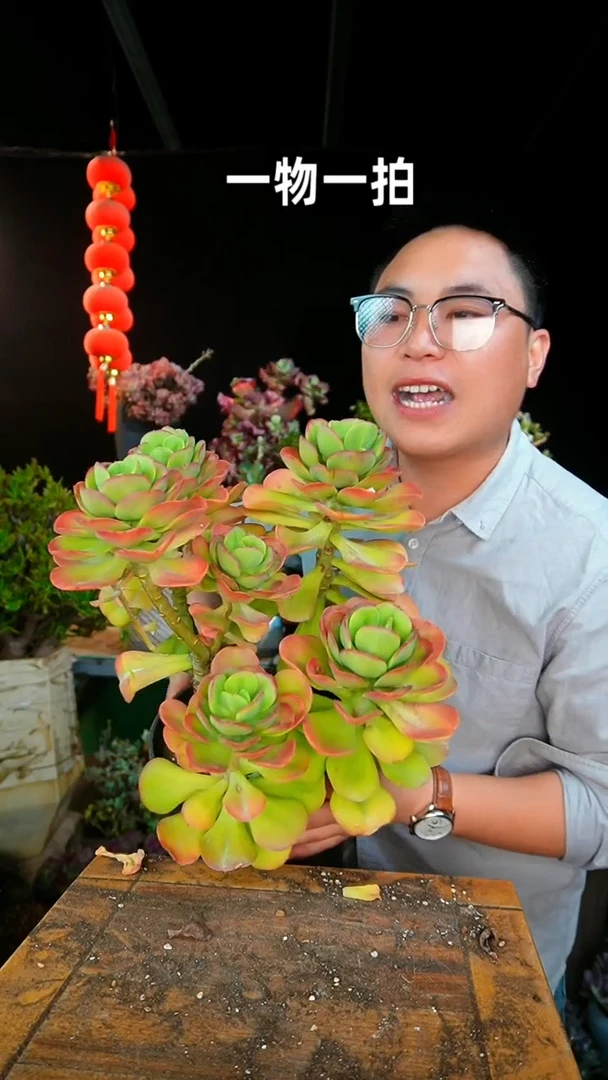 【闪购商品】超大红梅2号