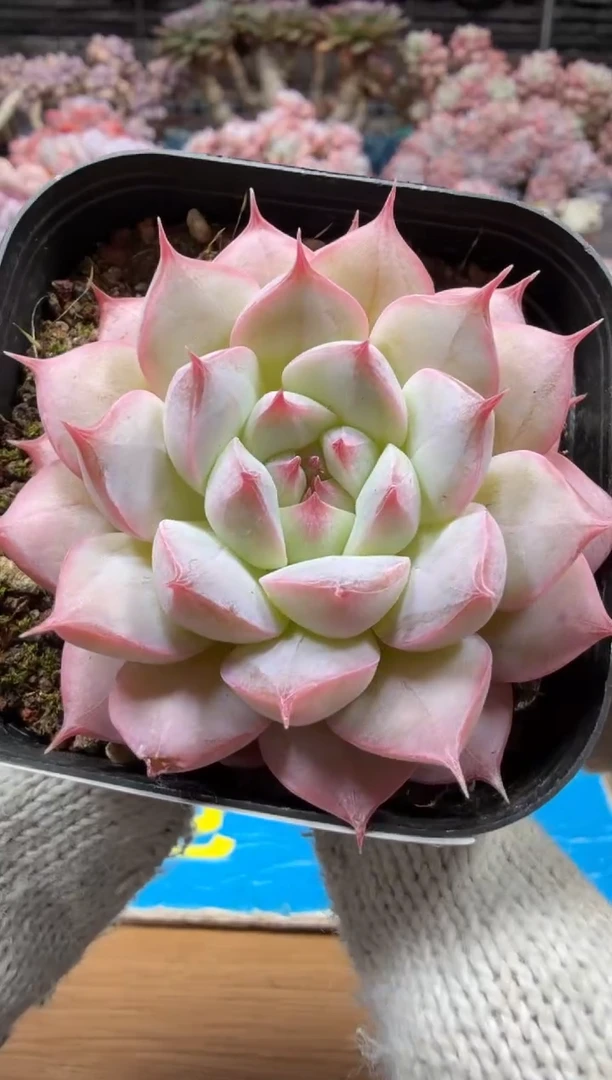 东云多肉园三店-177