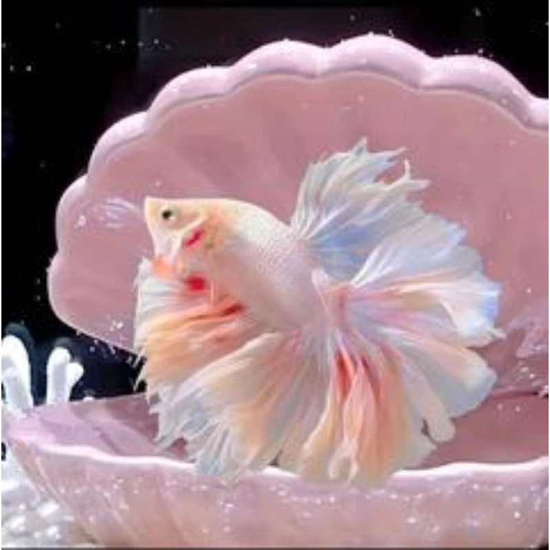 C29-C57小型热带观赏鱼斗鱼半月品种好养耐活适合桌面宠物