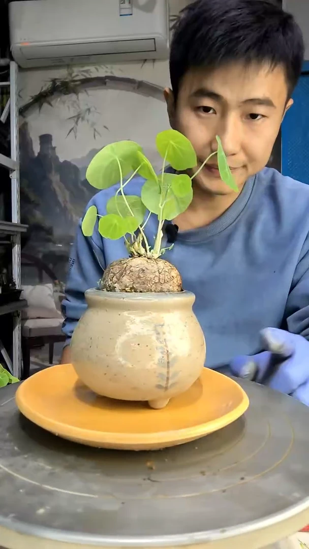 巧****子中青园艺一物一拍281