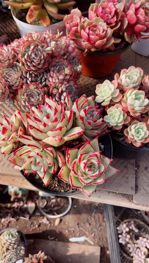 【闪购商品】02381