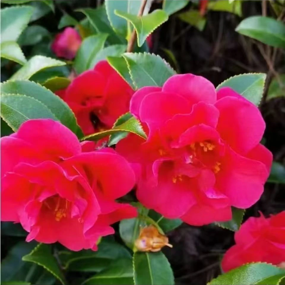 【高档盆景茶梅梅粉色】冬季开花茶梅盆栽种植带花苞发货高20-30cm