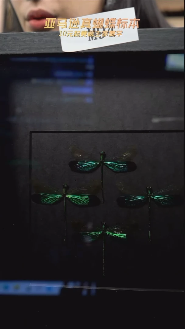 蝴蝶标本摆件竞拍m94