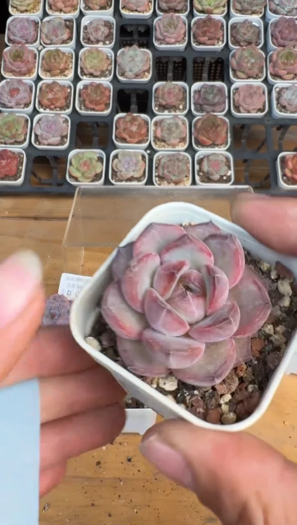 004b珍妮多肉(5.5cm杯）一物一拍 带盆土发