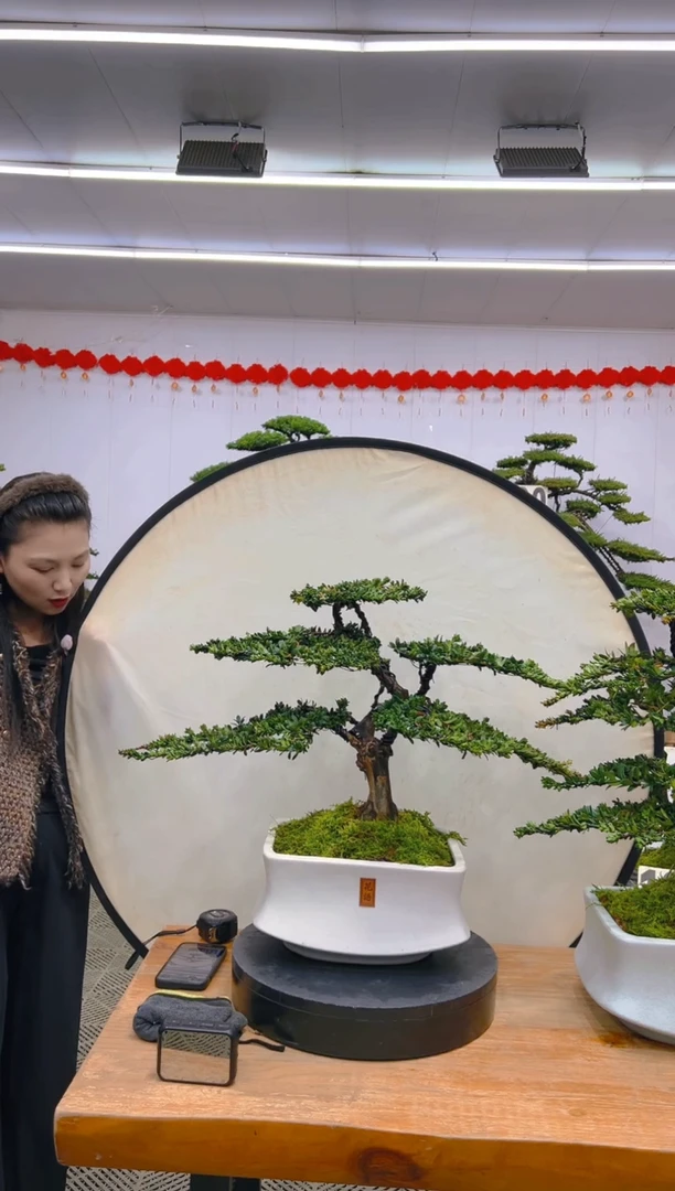 【闪购商品】盆景1