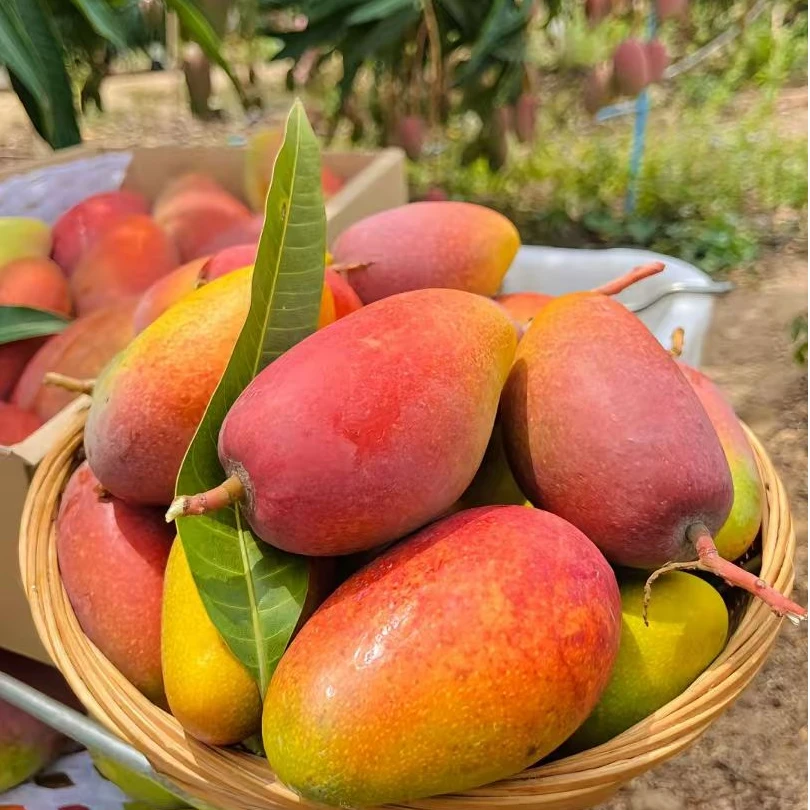 D【催熟食用】海南贵妃芒5-10斤新鲜采摘热带水果当季三亚芒果