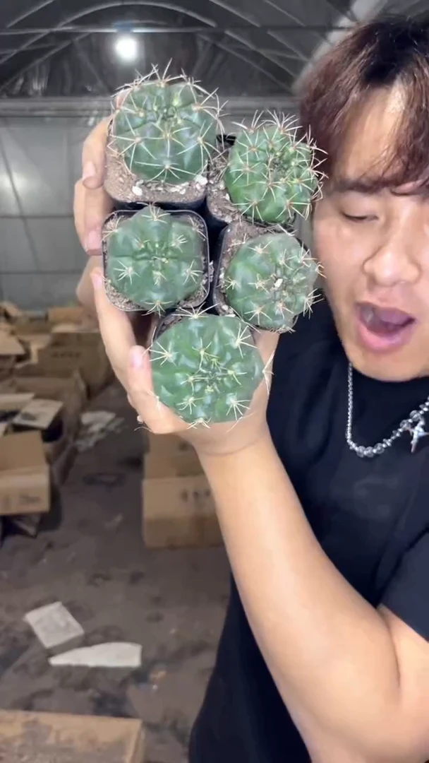 5颗 3-5cm 菲花玉 不指定带花苞