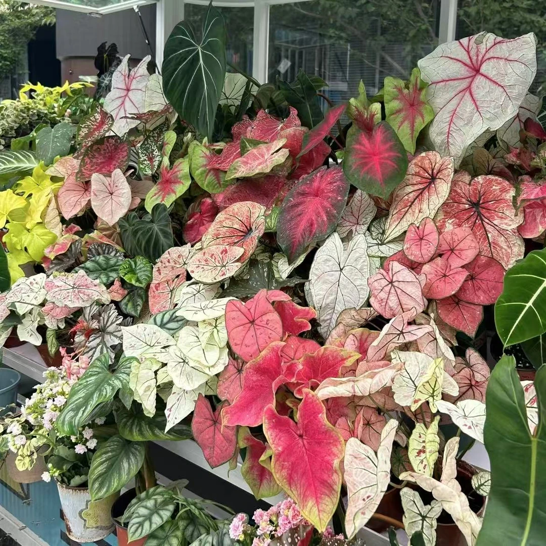 爱热植植物商店【彩叶芋】天南星科热带植物室内盆栽绿植锦化植物
