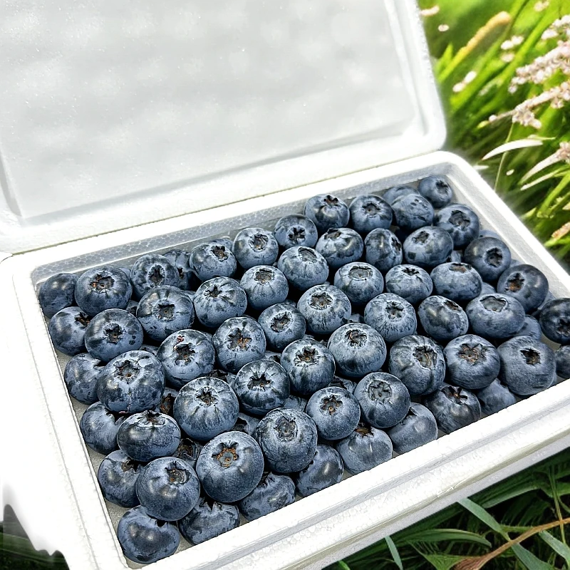 【赤峰市区当天达】蓝莓15+小果1盒装单盒毛重约8两装包邮到家