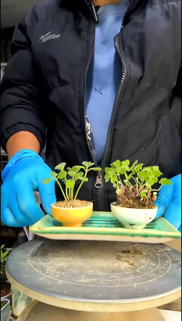 ?****?中青园艺一物一拍73