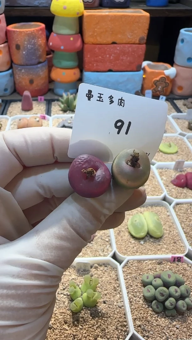 【闪购商品】25.1.21-91