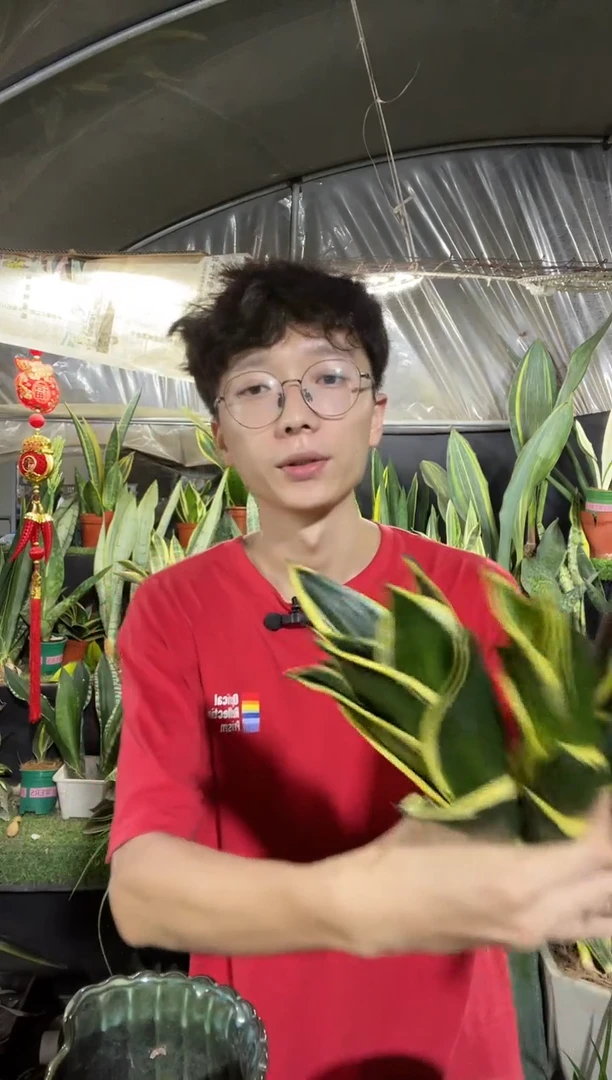 宝塔金荷花裸根4棵9.9