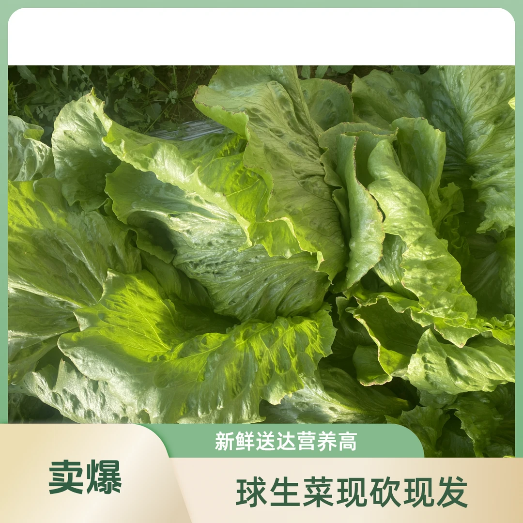 平谷本地农家球生菜 现砍现发 口感特别好（3斤装）