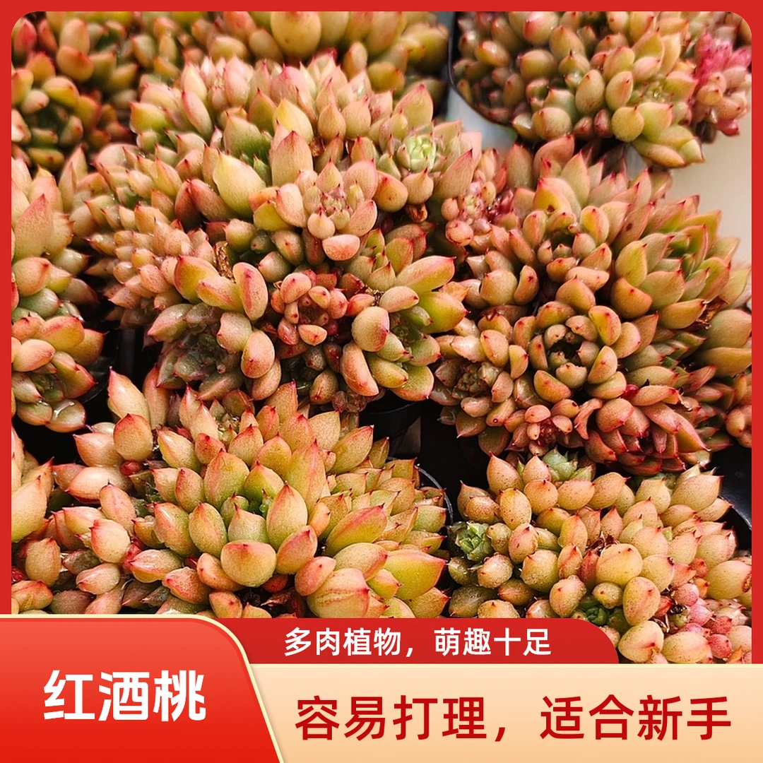 满18元包邮红酒桃精品多肉裸根上盆多肉