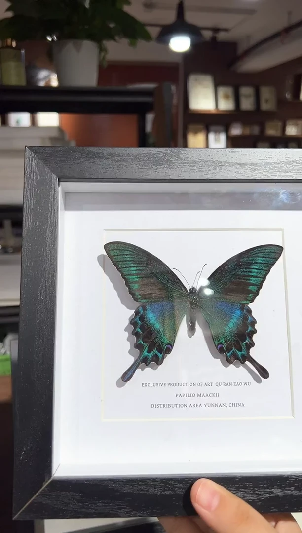 蝴蝶标本摆件j96