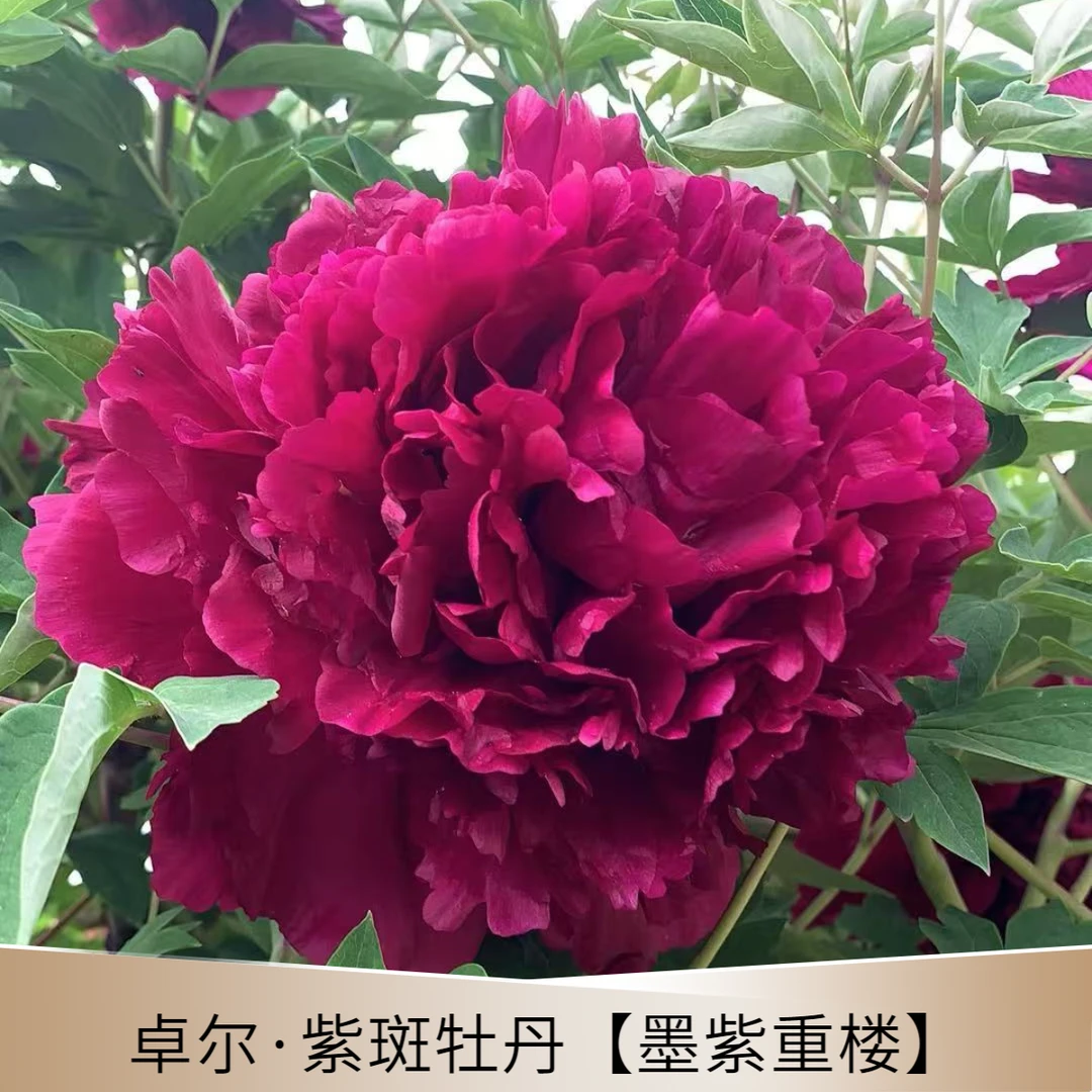 【墨紫重楼】观赏紫斑牡丹花精品嫁接苗抗旱耐寒、先发花肥秋季发苗