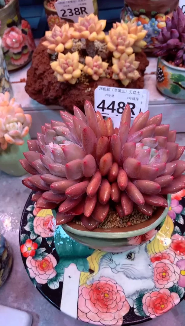 半夏448R（一物一拍，精品多肉，所见即所得 ）
