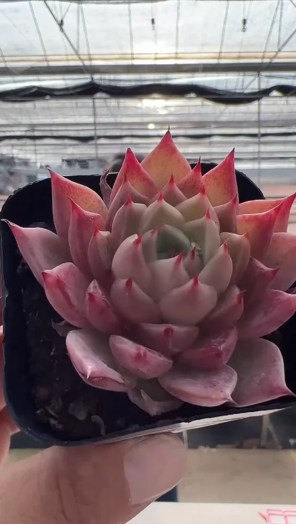 【闪购商品】福利款多肉-5