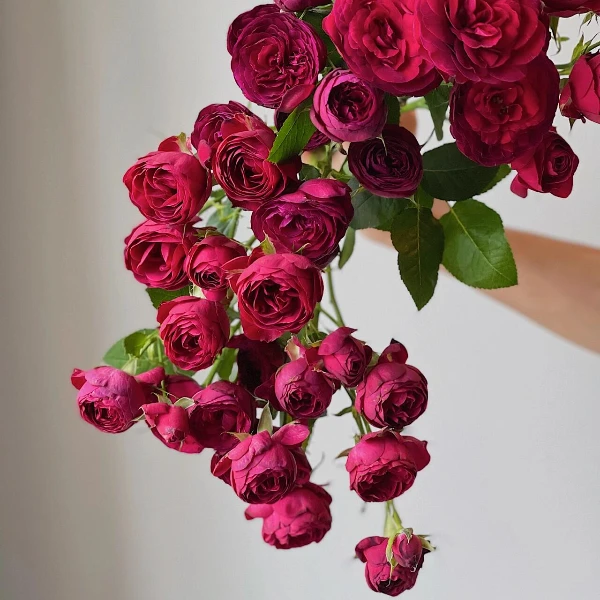 【探花甄选】红蕾丝小众稀有多头玫瑰云南直发 两单发顺丰