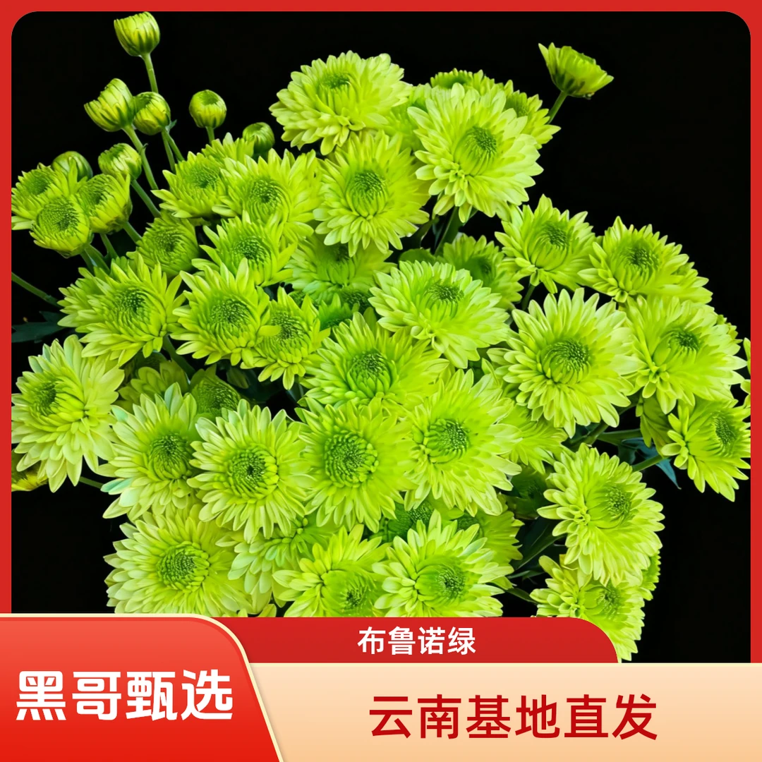 （布鲁诺绿）小雏菊云南基地直发鲜花