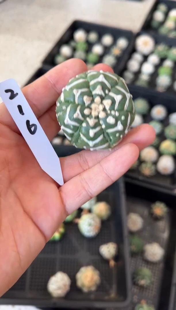 不含盆土实生带生长纹编码216