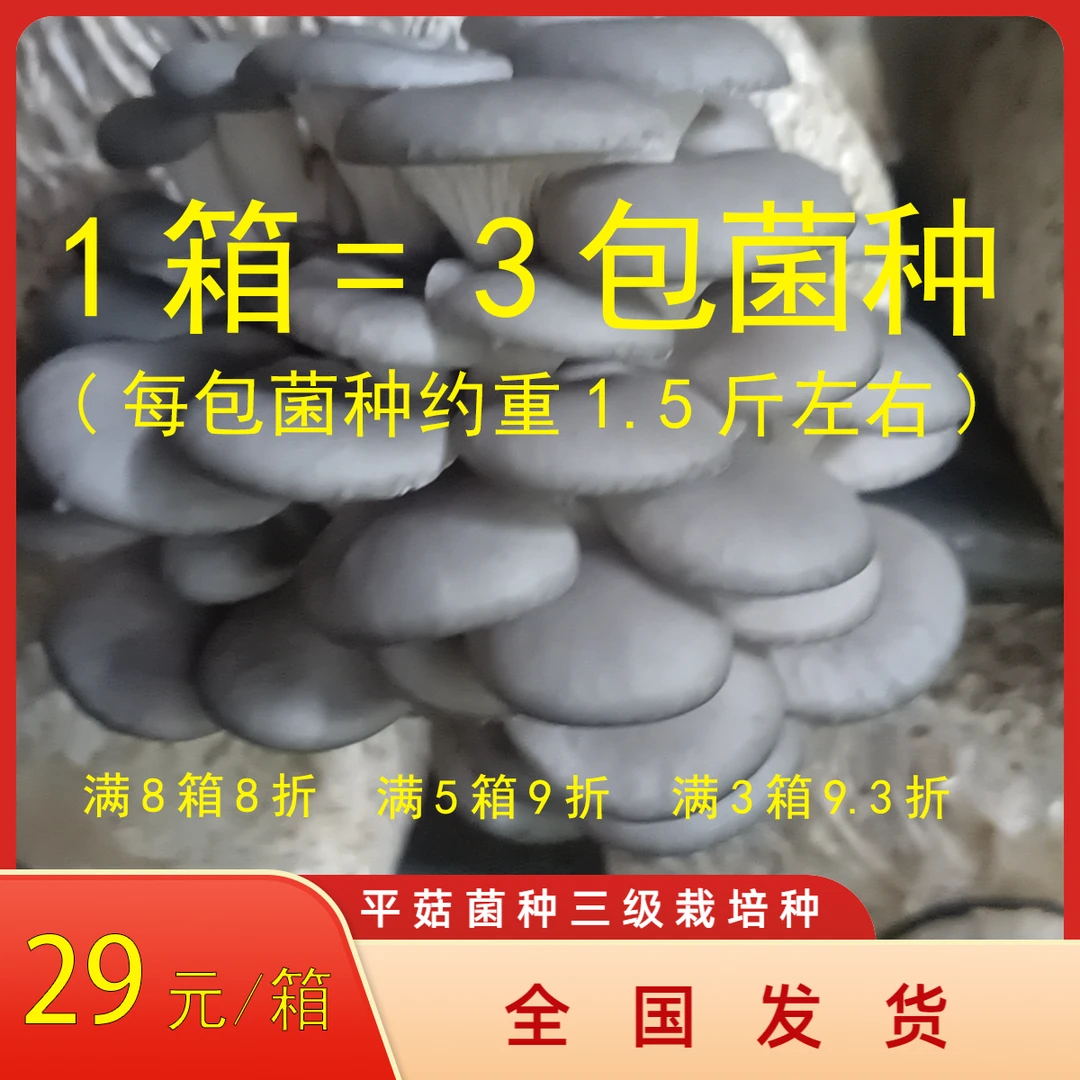 平菇栽培三级菌种蘑菇菌种棉籽壳小麦黑色平菇菌包菌棒春秋冬季