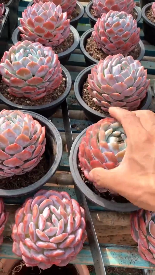 精控橙梦露1颗脱土【2单包邮】
