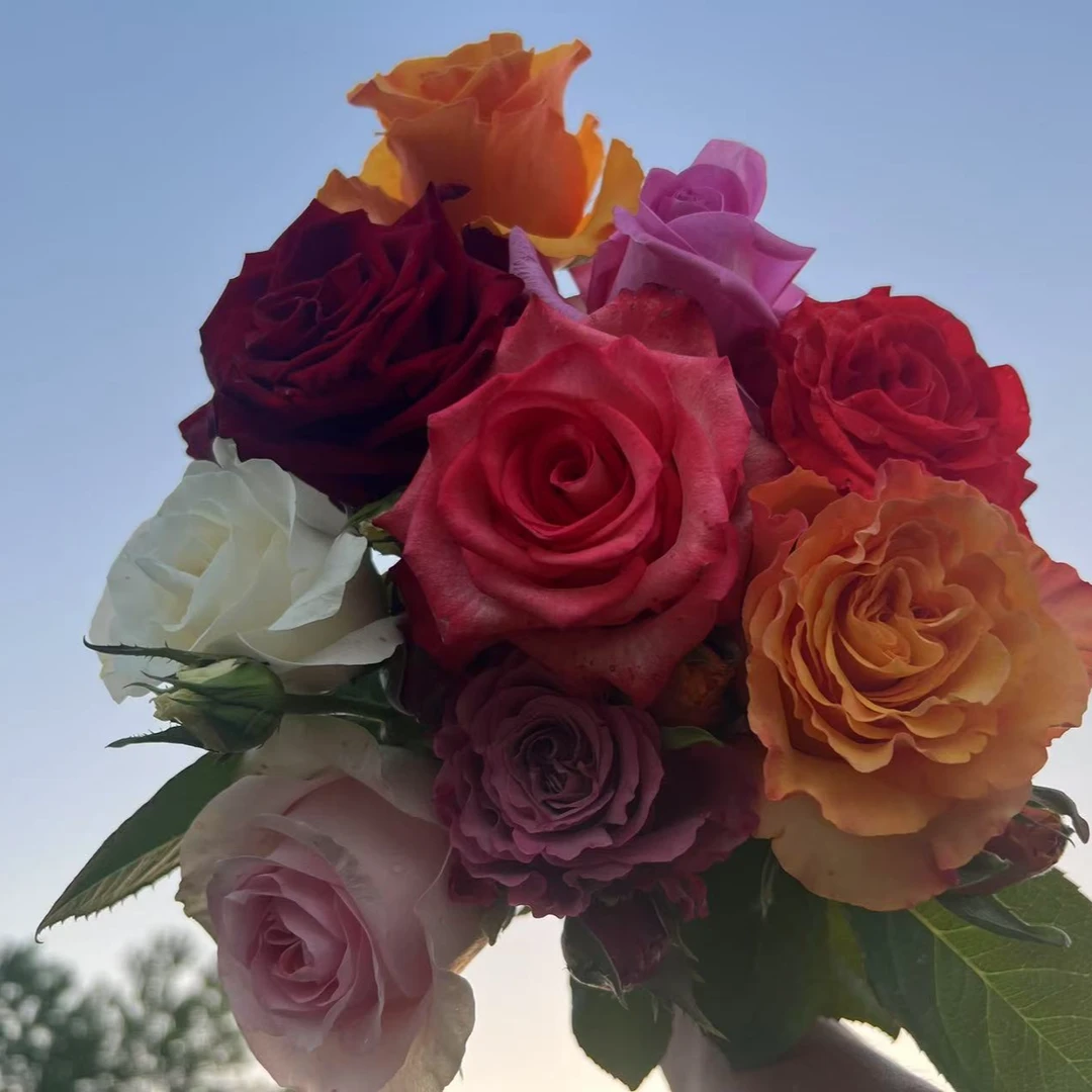 阿伦扦插中苗专拍