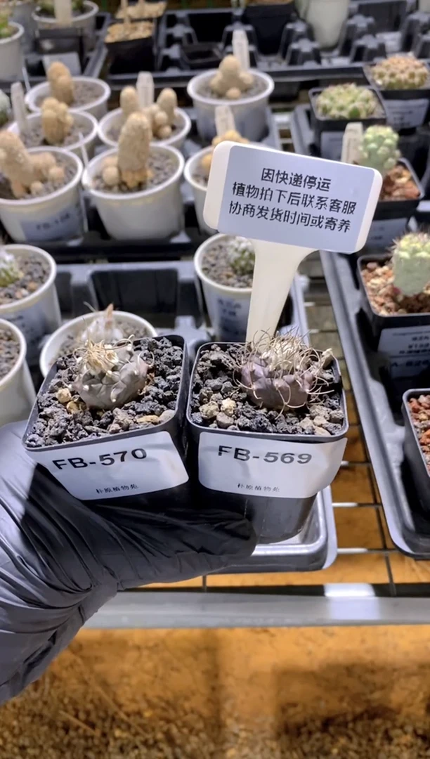 【闪购商品】乌丸FB-570+569