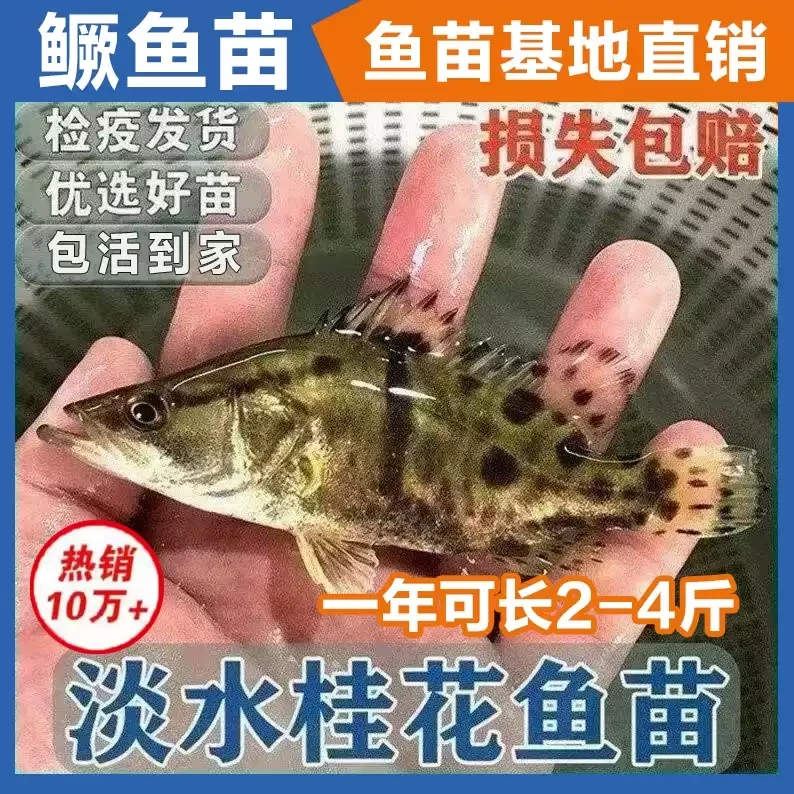 淡水养殖桂花鱼苗鳜鱼苗翘嘴鳜鱼观赏鱼活体好养