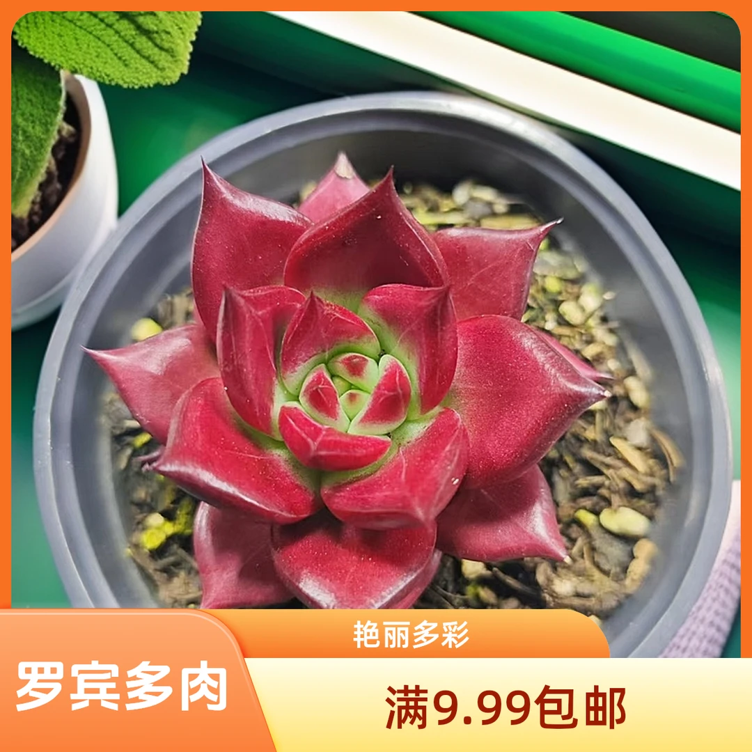 罗宾多肉植物  星花怒放 阳台 露台 办公室绿植植