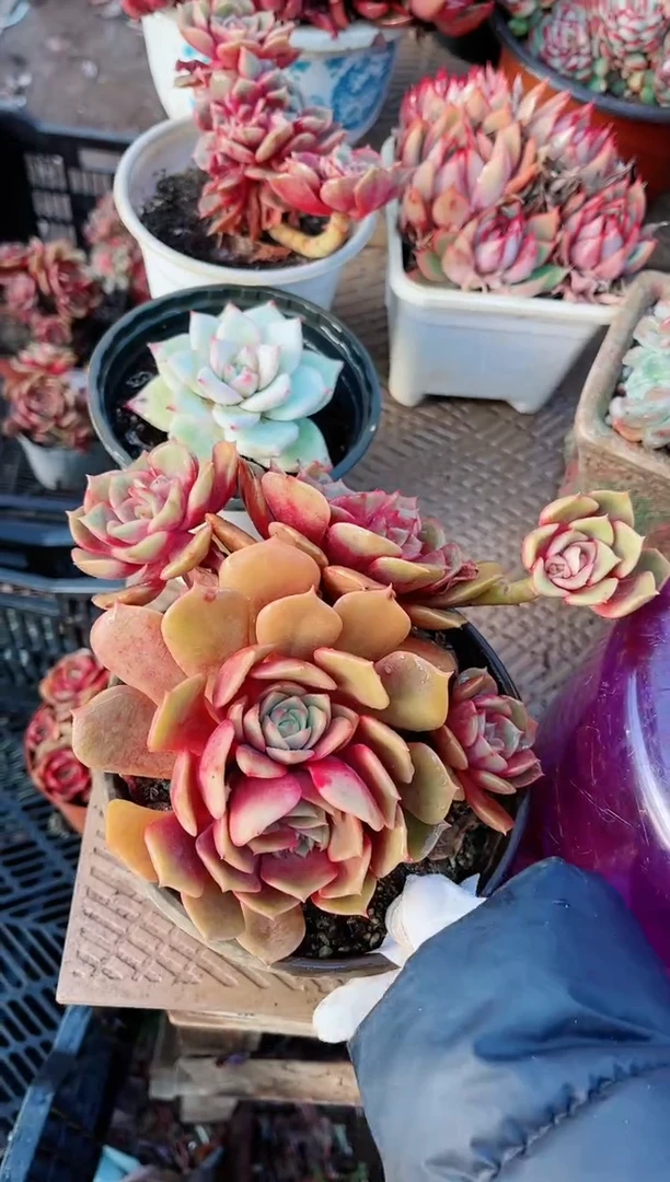 【闪购商品】21180