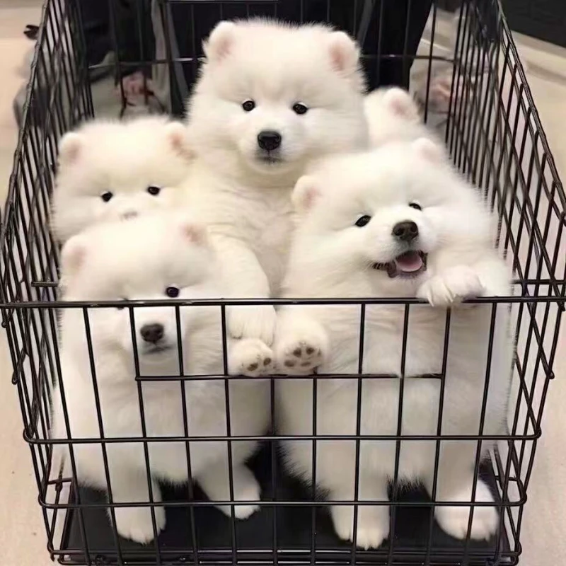 【超低价领养】萨摩耶幼犬宠物狗可爱微笑幼宠便宜可爱家养犬活物体