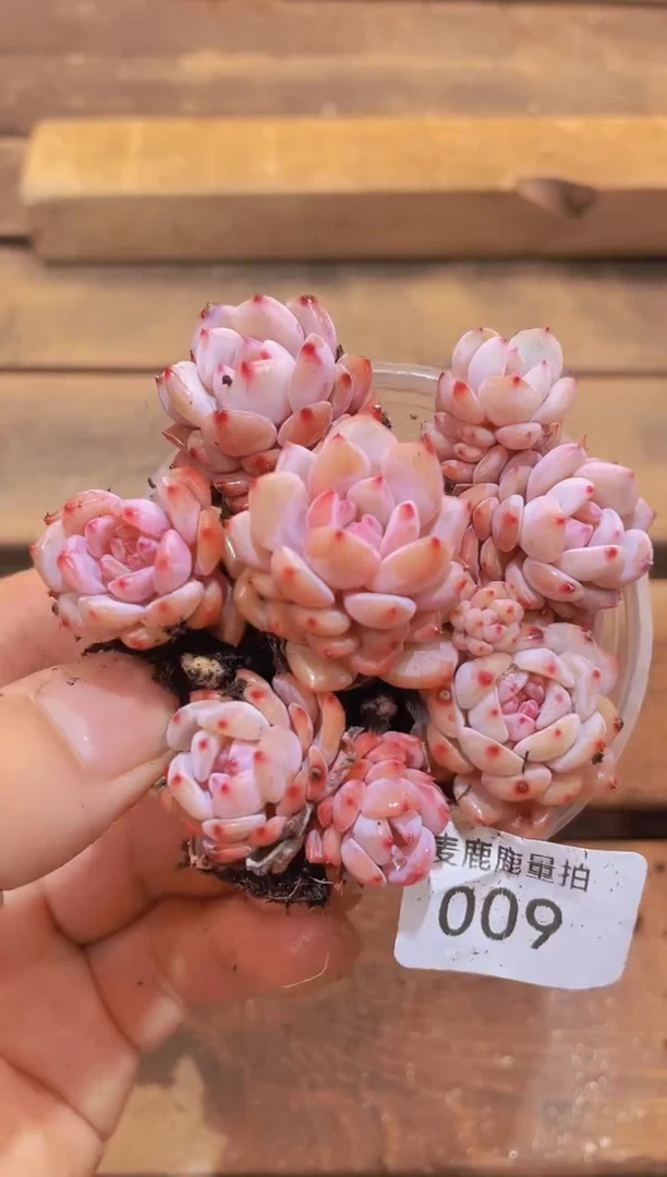 009星星橙    量拍