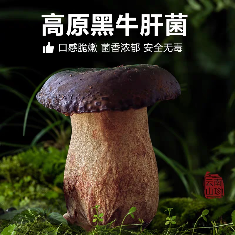 农产品新鲜黑牛肝菌500g云南当季时令蔬菜食用菌鲜蘑菇非野生