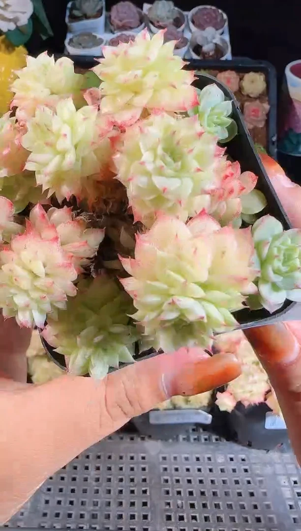 1109-375麦秆群不包整