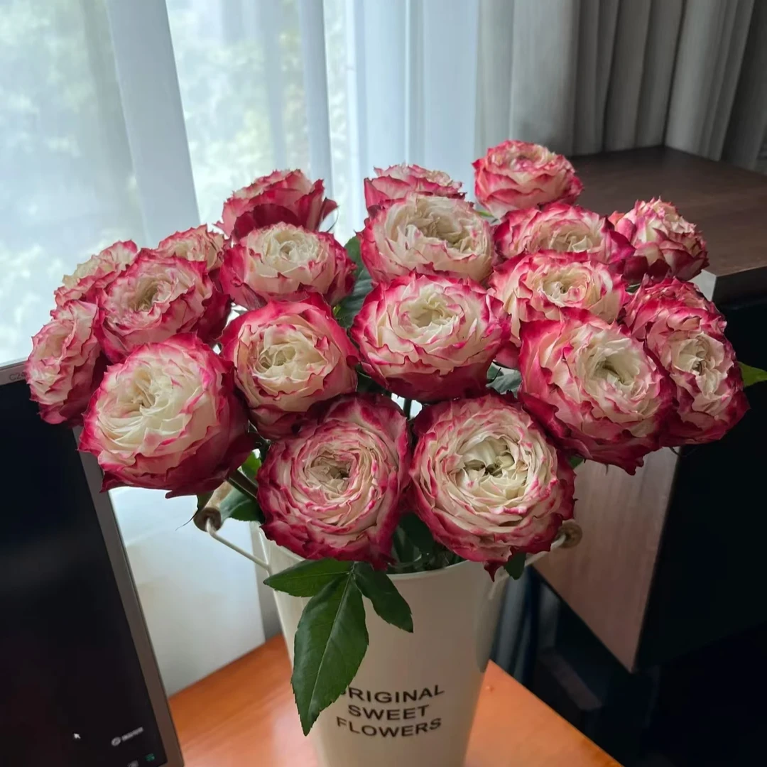 苹果杰克玫瑰【0度以下一定要拍保温棉，没拍的冻坏不售后】