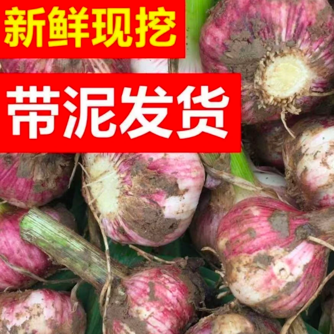 【顺丰次日达】2025头茬新鲜紫皮大蒜头多瓣蒜现挖带泥发货